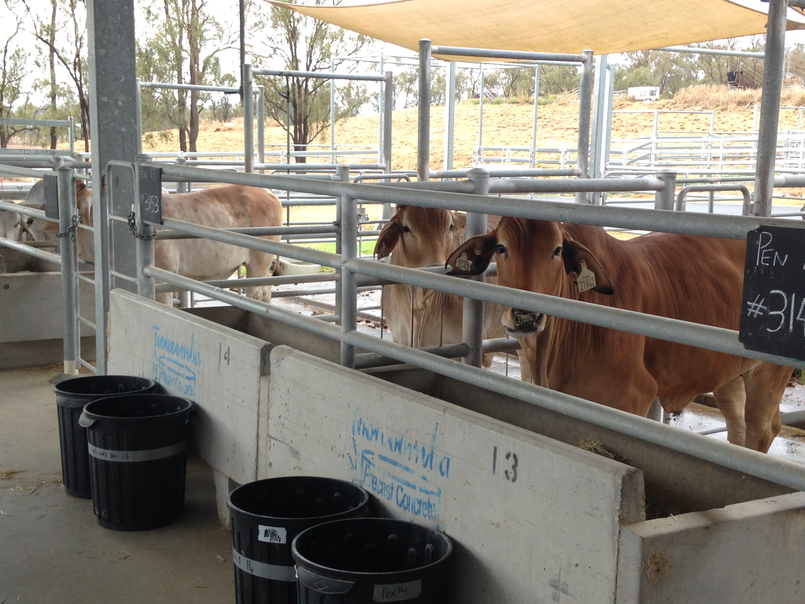 Large individual animal pens Queensland Animal Science Precinct